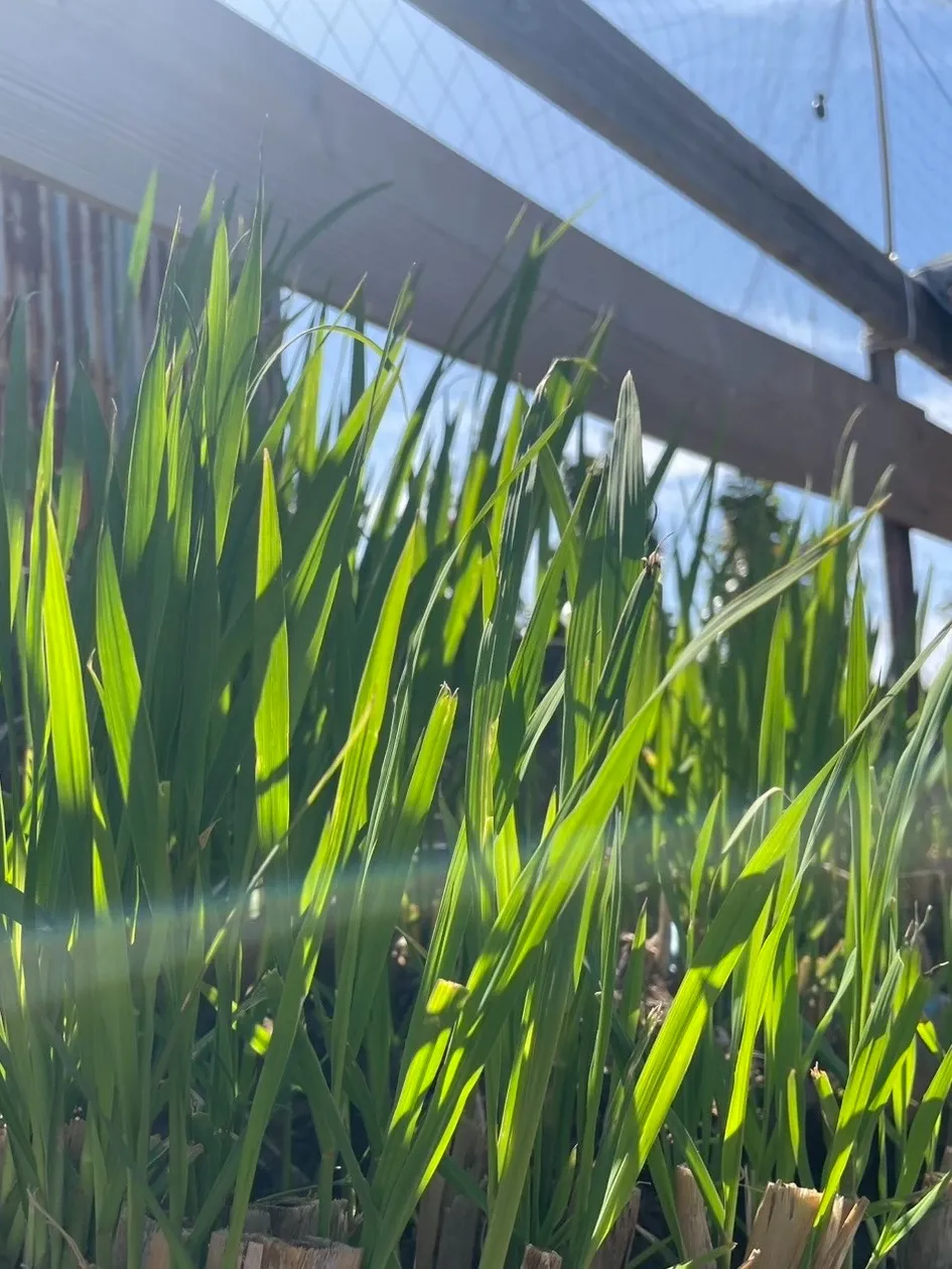 神宿る草 マコモの新芽2