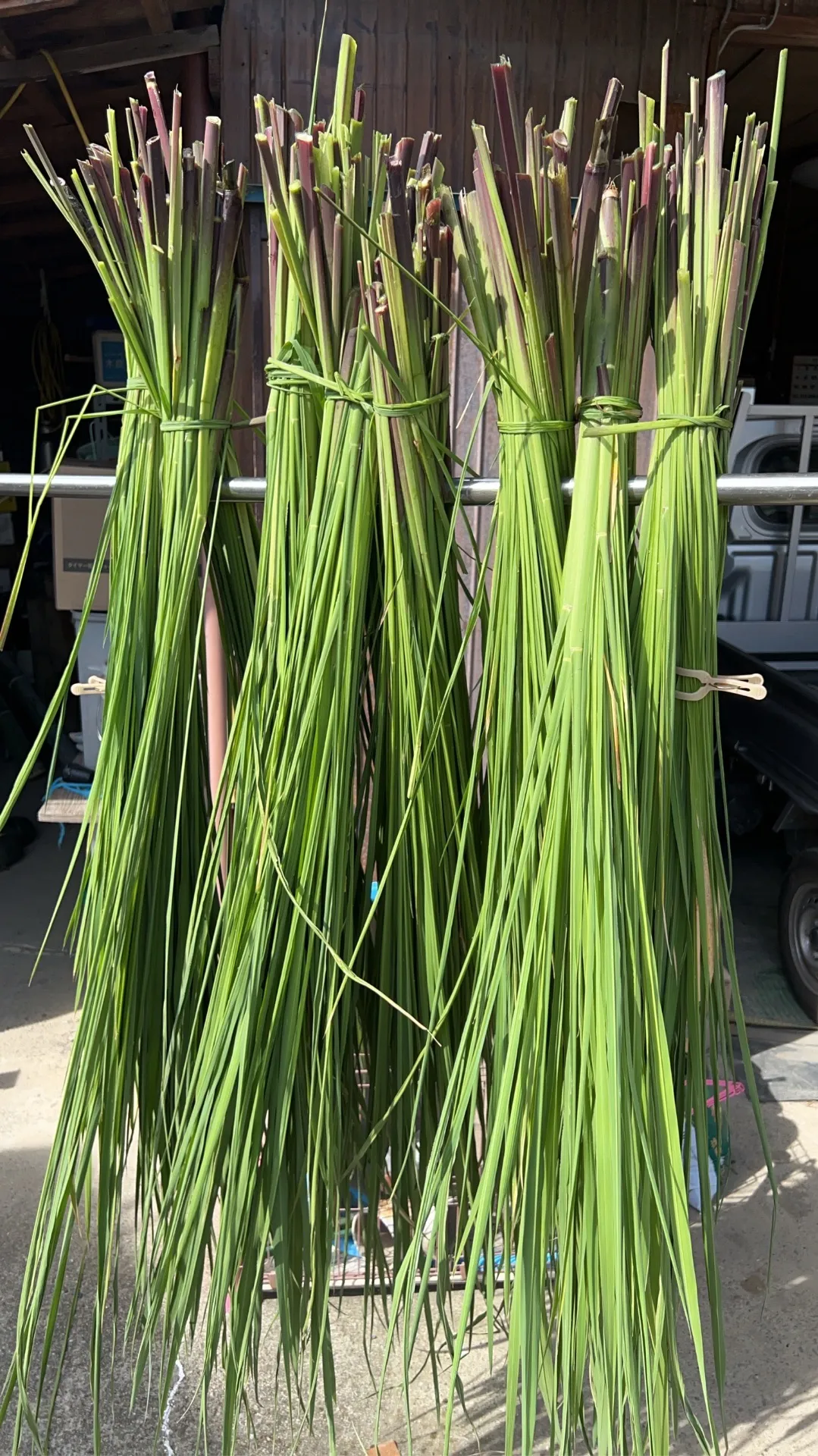 🌿 神宿る草――マコモを収穫しました
